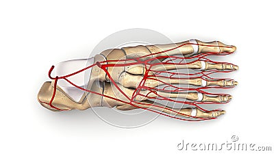 Foot bones with Arteries top view Stock Photo