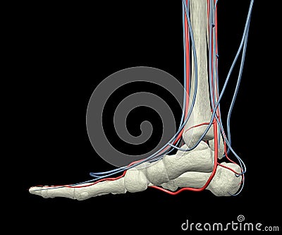 Foot Bones, Arteries and Veins Stock Photo