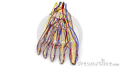 Foot bones with blood vessels and nerves anterior view Stock Photo
