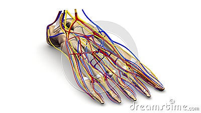 Foot bones with blood vessels and nerves perspective view Stock Photo