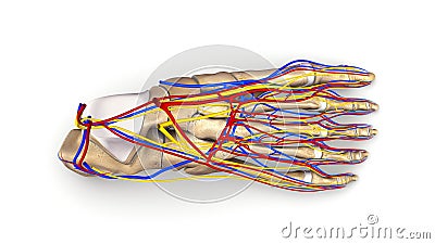 Foot bones with blood vessels and nerves top view Stock Photo