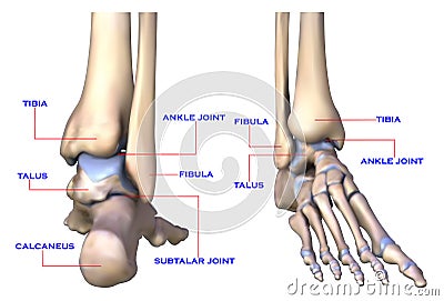 Foot bones Cartoon Illustration