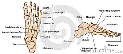 Foot bones Vector Illustration