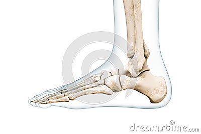 Foot bones lateral view with body contours 3D rendering illustration isolated on white with copy space. Human skeleton and ankle Cartoon Illustration
