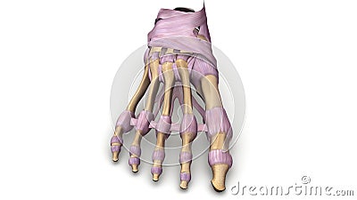 Foot bones with Ligaments anterior view Stock Photo