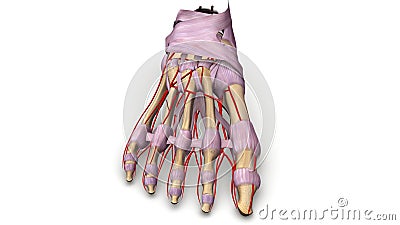 Foot bones with Ligaments and arteries anterior view Stock Photo