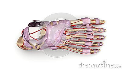 Foot bones with Ligaments and arteries top view Stock Photo