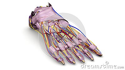 Foot bones with Ligaments, blood vessels and nerves perspective view Stock Photo