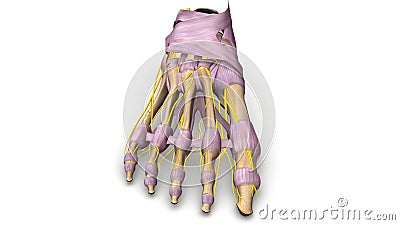 Foot bones with Ligaments and nerves anterior view Stock Photo