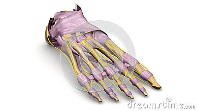 Foot bones with Ligaments and nerves perspective view Stock Photo