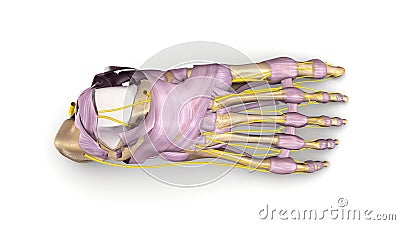 Foot bones with Ligaments and nerves top view Stock Photo