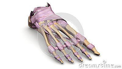 Foot bones with Ligaments perspective view Stock Photo