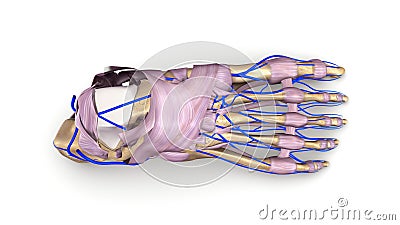 Foot bones with Ligaments and veins top view Stock Photo