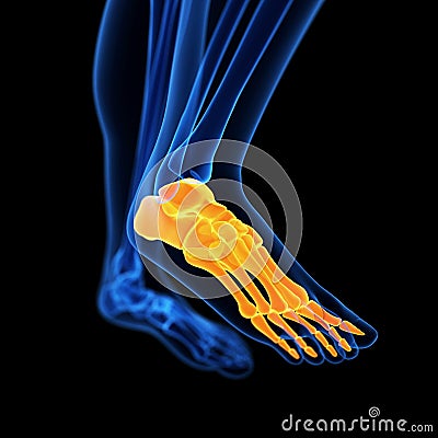 the foot bones Cartoon Illustration