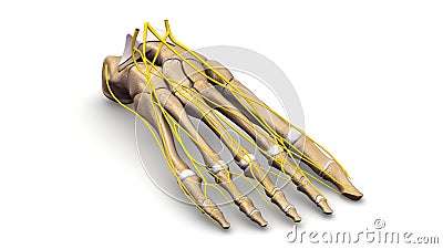 Foot bones with nerves perspective view Stock Photo