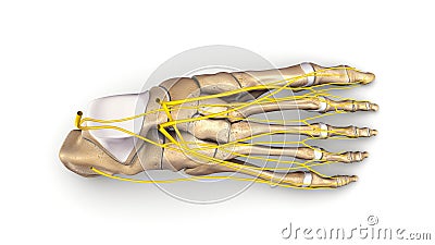 Foot bones with nerves top view Stock Photo