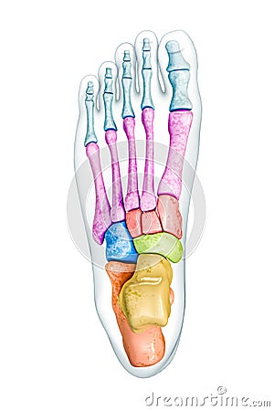 Foot bones superior or dorsal view labeled with colors with body 3D rendering illustration isolated on white with copy space. Cartoon Illustration