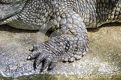 Foot crocodile Stock Photo