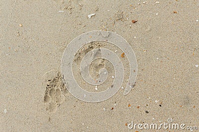 Foot dog on the Sand. Stock Photo