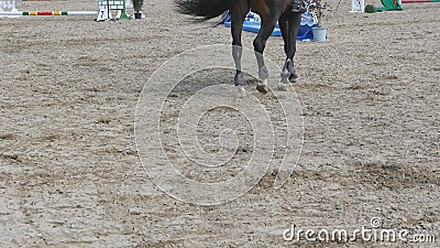 Foot of horse walking on the sand. Close up of legs going on the ground at manege at farm. Following for stallion. Close Stock Photo