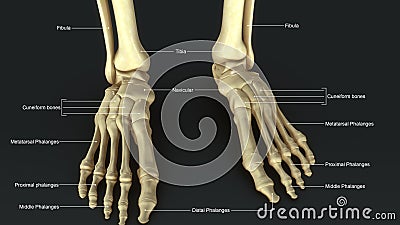 Foot Joints Stock Photo