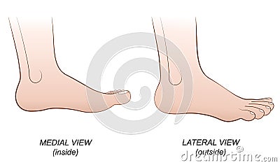 Foot Lateral Medial View Inside Outside Profile Vector Illustration