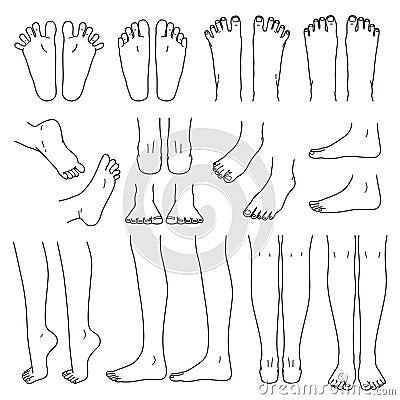 Foot and leg, knee and toe, vector file set Stock Photo