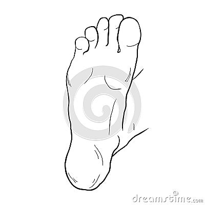 The foot male up sole. vector illustration Vector Illustration