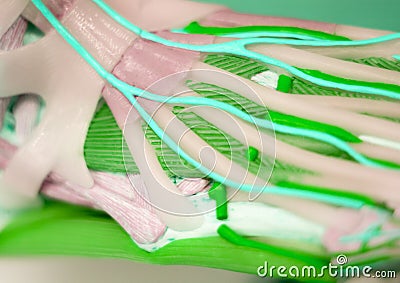 Foot medical anatomy model Stock Photo