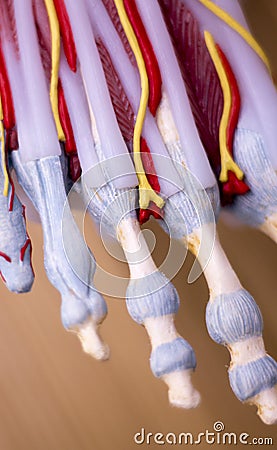 Foot medical anatomy model Stock Photo