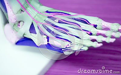 Foot medical anatomy model Stock Photo