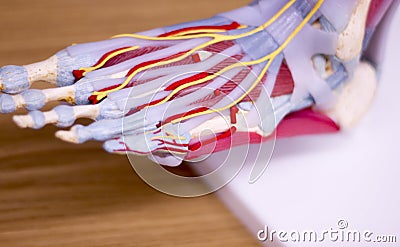 Foot medical anatomy model Stock Photo