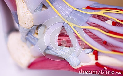 Foot medical anatomy model Stock Photo