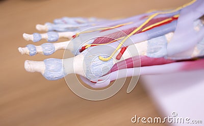 Foot medical anatomy model Stock Photo