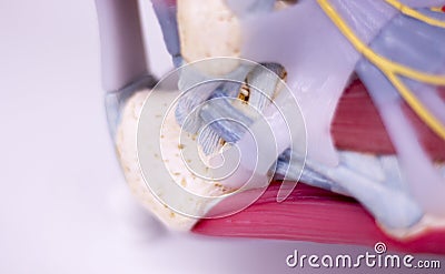 Foot medical anatomy model Stock Photo