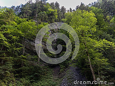 The foot of the mountain covered with deciduous and coniferous trees and herbs, bushes and moss Stock Photo