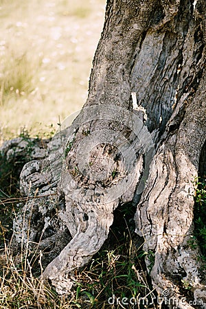 The foot of the olive tree. The texture of the trunk and the bark of the tree. Stock Photo