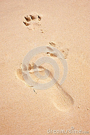 Foot and paw prints on beach Stock Photo