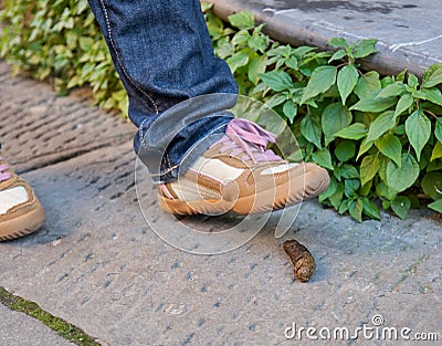 Foot of a pedestrian who is about to step on a dog poop Stock Photo