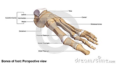 Foot Perspective view Stock Photo