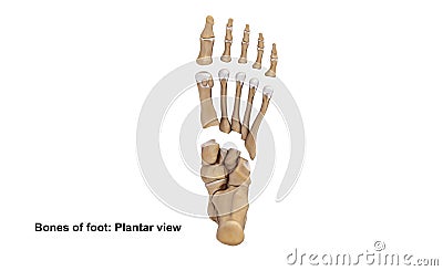Foot Planter view Stock Photo