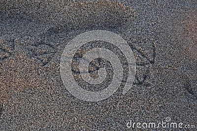 Foot prints bird sand Stock Photo