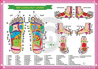 Foot reflexology chart Cartoon Illustration