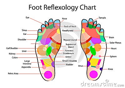 Foot reflexology chart Vector Illustration