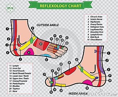 Foot reflexology chart Stock Photo