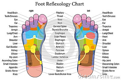 Foot reflexology chart description Cartoon Illustration