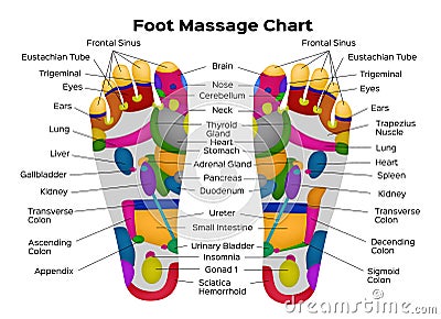 Foot reflexology chart with description of the internal organs and body parts. Vector illustration . anatomy Vector Illustration