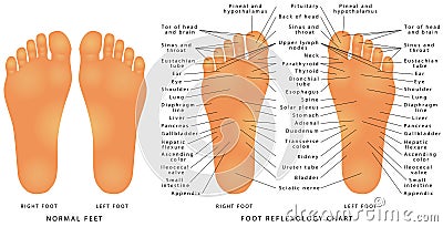 Foot Reflexology Chart Vector Illustration