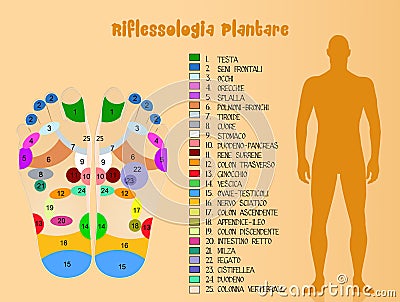 Foot reflexology diagram Stock Photo