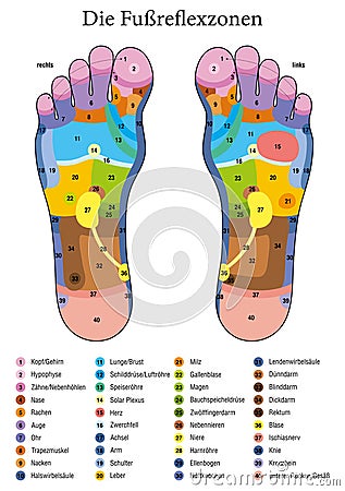 Foot Reflexology Table German Names Vector Illustration